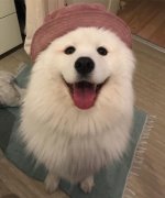 薩摩亞，求好心人領(lǐng)養(yǎng)